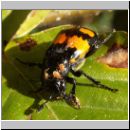 Necrophorus vespilloides - Totengraeber 02.jpg